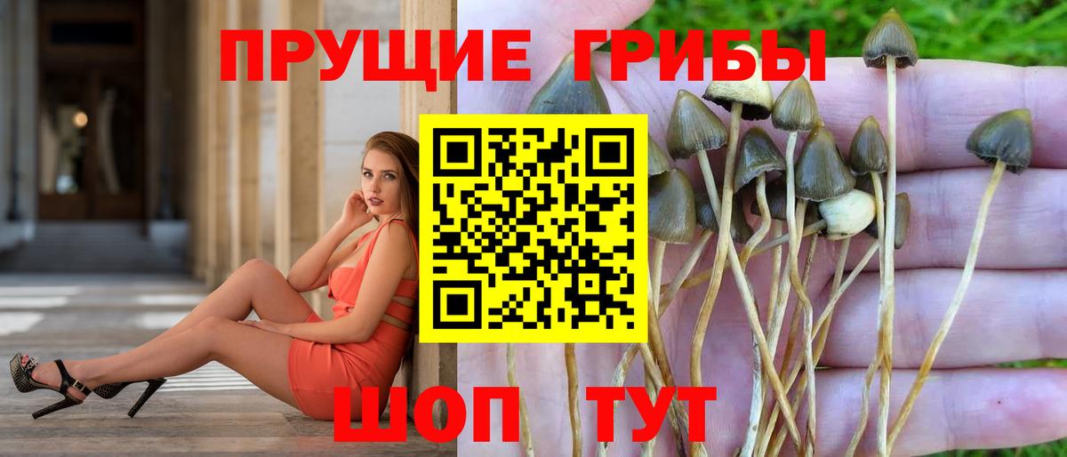 Псилоцибиновые грибы прущие грибы  Вход с VPN  Валуйки 